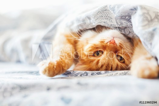 Picture of Cute ginger cat lying in bed under a blanket Fluffy pet comfortably settled to sleep Cozy home background with funny pet